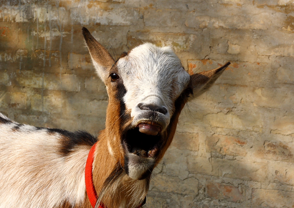 The Screaming Goat By Alex Br On Deviantart