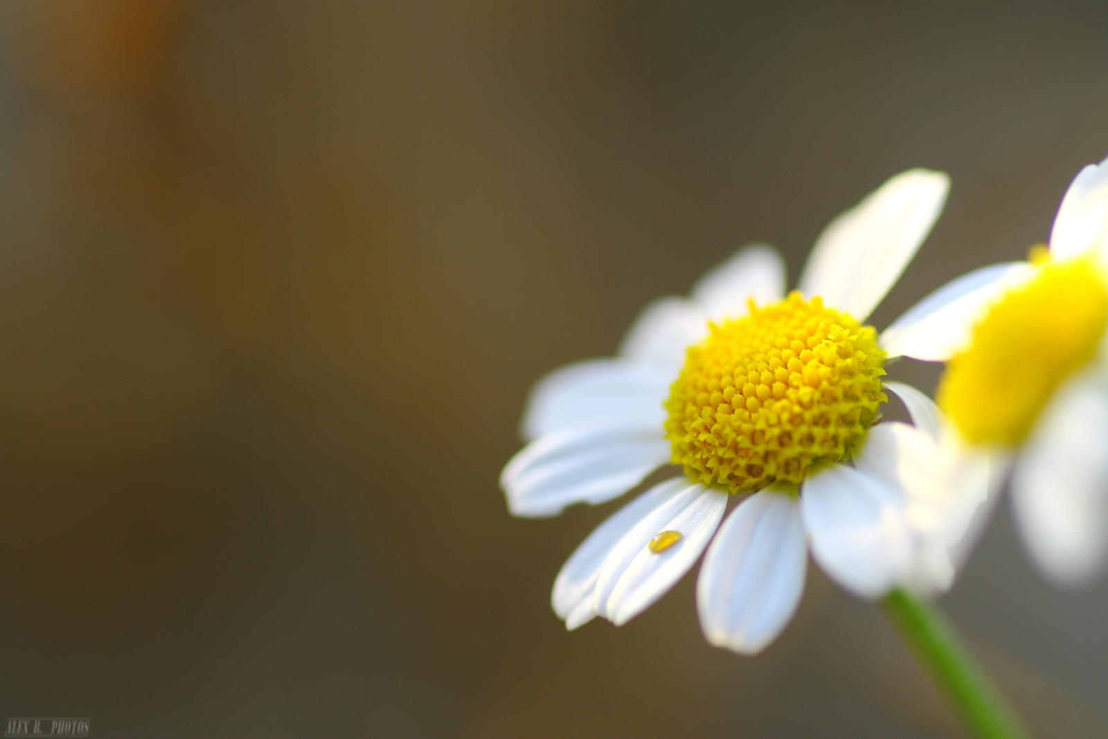 Cry for me  Camomile flower