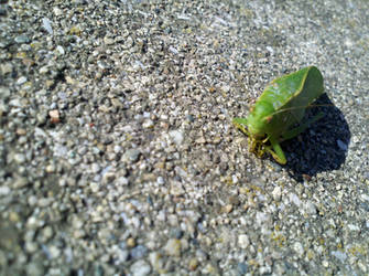 Leaf Bug