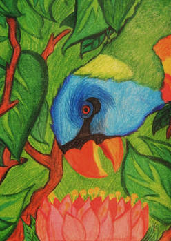 Lorikeet Paradise