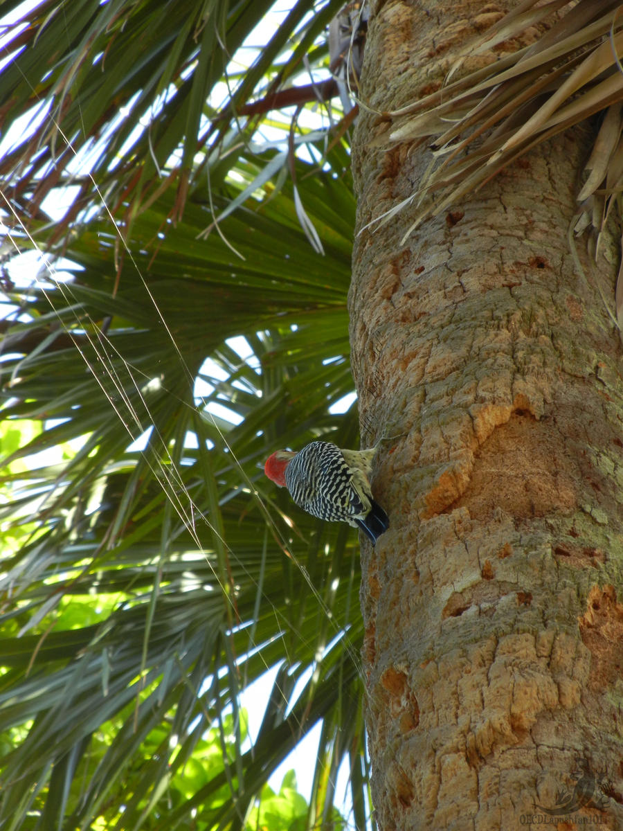 Tropical Woodpecker