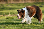 working sheepdog by fairytale33