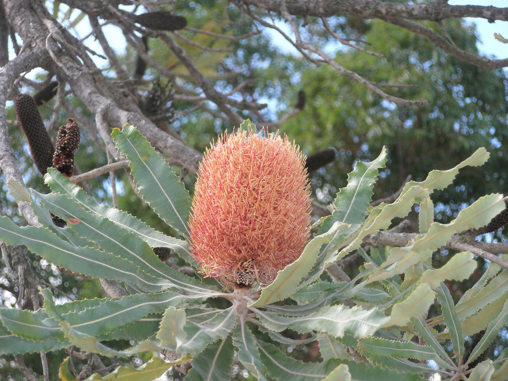 Banksia priorinotes