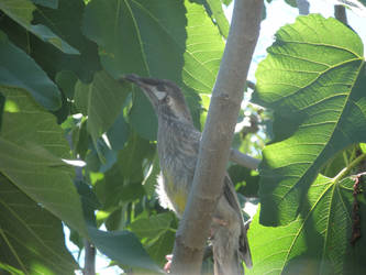 Red Wattlebird