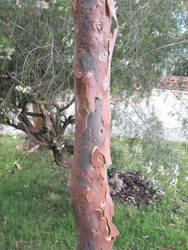 Sydney Red Gum Bark