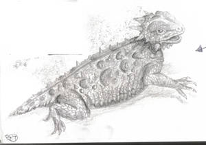 Horned lizard