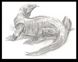 Komodo Dragon