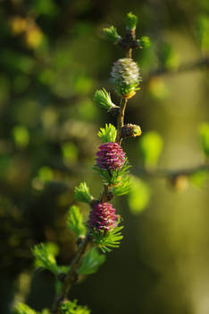 Pink and green