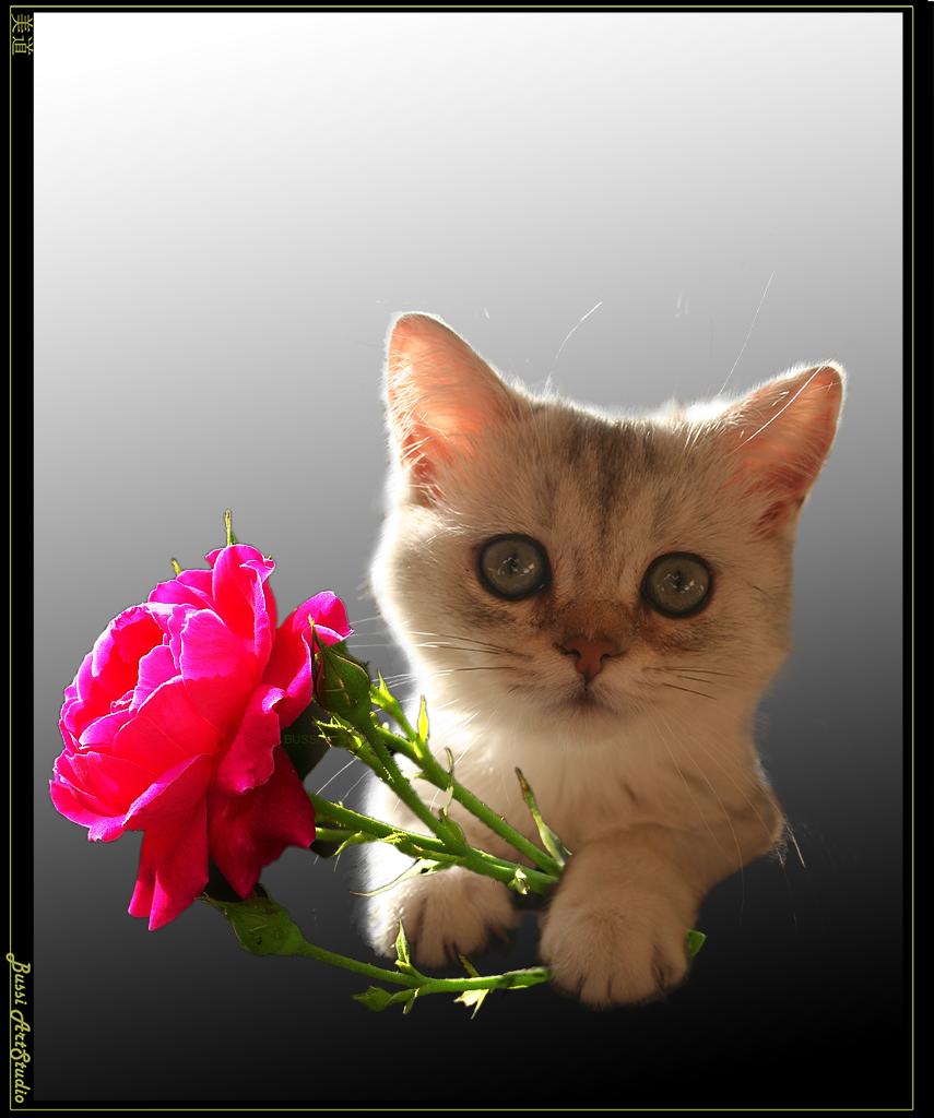 Розы и котенок