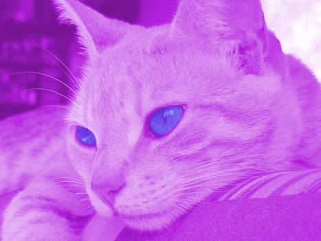 purple cat