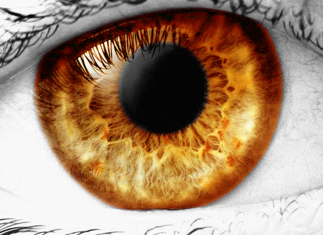 Orange-Gold Eye