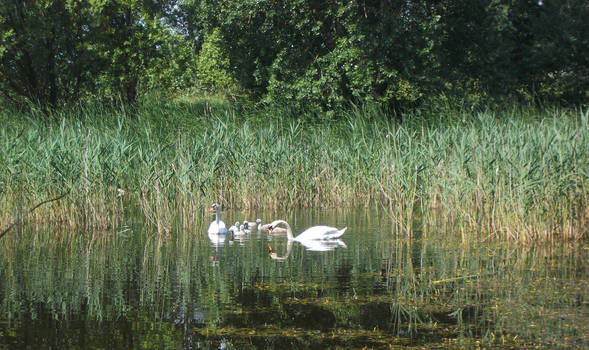 Swan-family