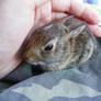 Baby Bunny 2