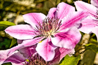 Clematis