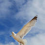 Bird gull