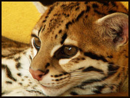 Ocelot