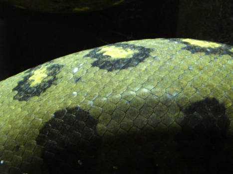 Anaconda Scales Close-Up