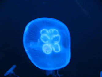 Moon Jellyfish