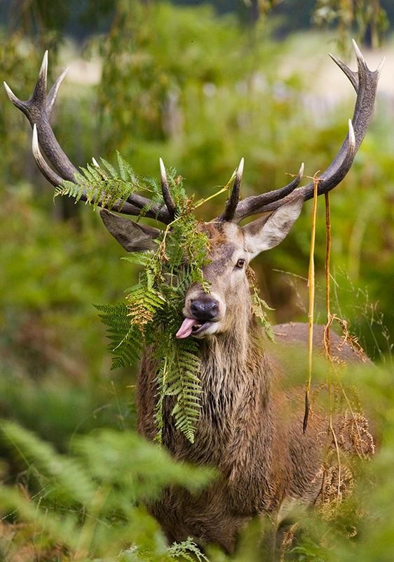 Stag by raguvaran on DeviantArt