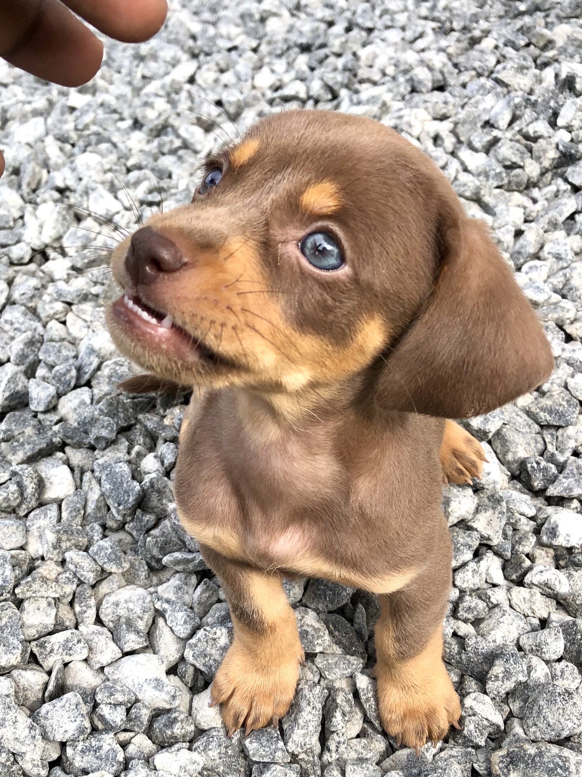 Dashound by raguvaran on DeviantArt