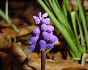 bluebells