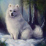 Samoyed Boris