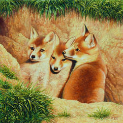 Young foxes