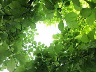 under the leafy canopy