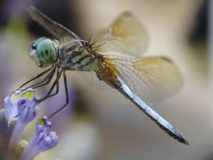 Dragonfly 8