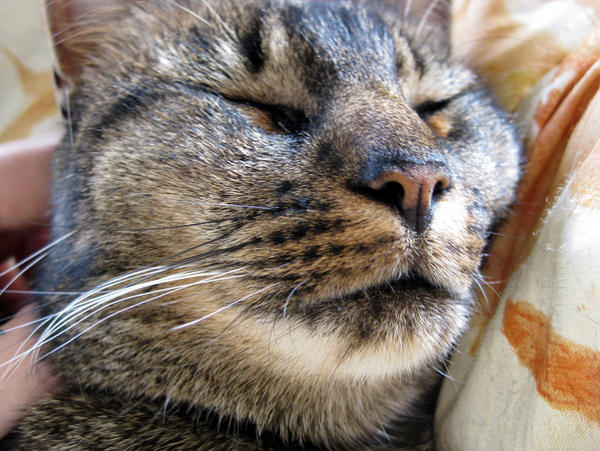 Cat Rrrrrr Rrrrrr by Bambichar on DeviantArt