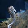 Sea horse