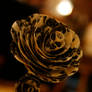 Baroque rose