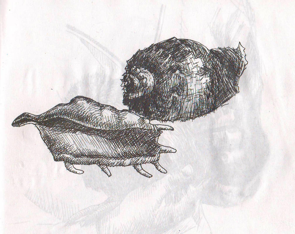conch shell by Leona-Norten on DeviantArt