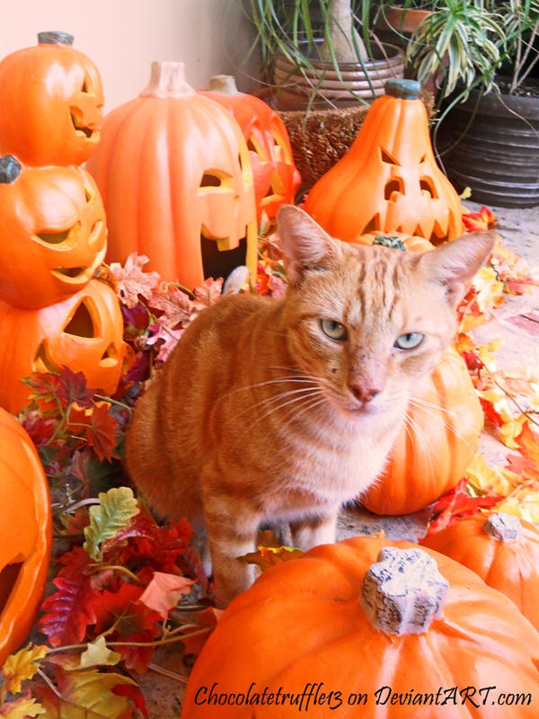 Pumpkin with Pumpkins