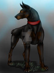 Doberman pinscher (Critique welcome)