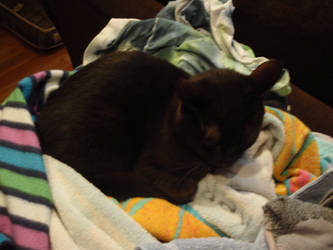 Cat In The Laundry