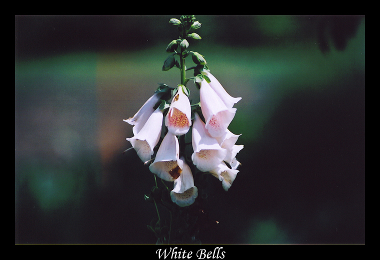 White Bells