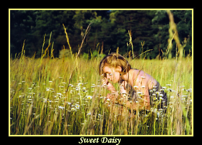 Sweet Daisy