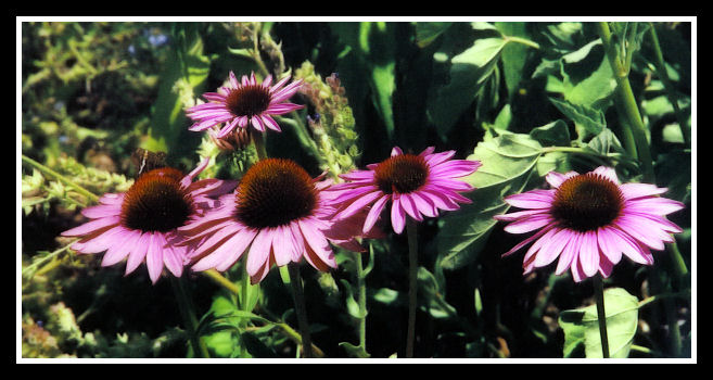 Purple Flowers