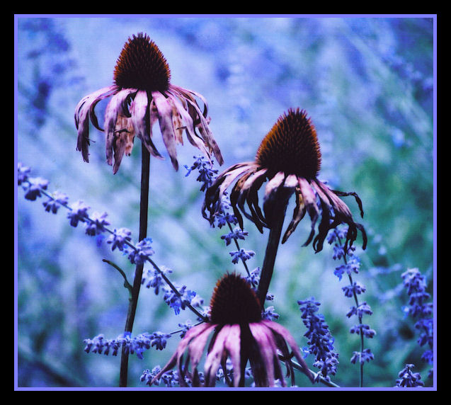 Purple Flowers_1