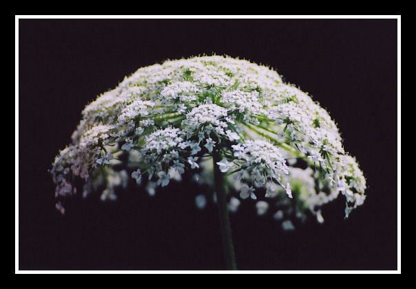 White Flower