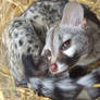 Genet itch