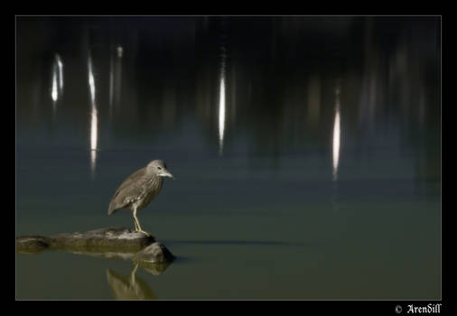 Waiting for a fish