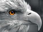 Eye of the-Eagle by Kaz-D