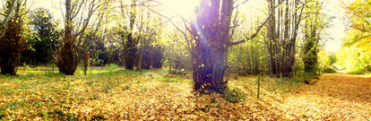 All The Leaves