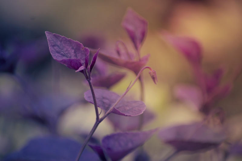 Day 155: Bank Holiday Fleurs