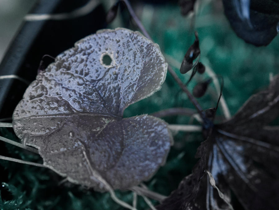 Day 327: Heart Shaped Leaves