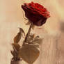 Valentines Rose