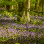 The Bluebells