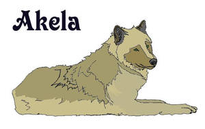 Akela wolf